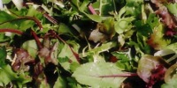 Salads with Sauvignon Blanc